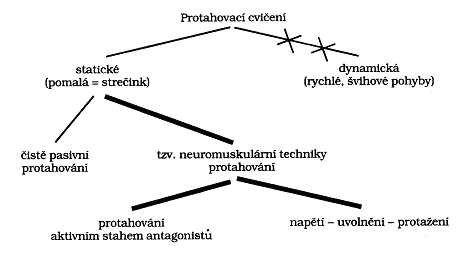 Obrázek 4 - Protahovací cvičení (Čermák, 2000)